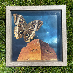 Yellow-Edged Giant Owl