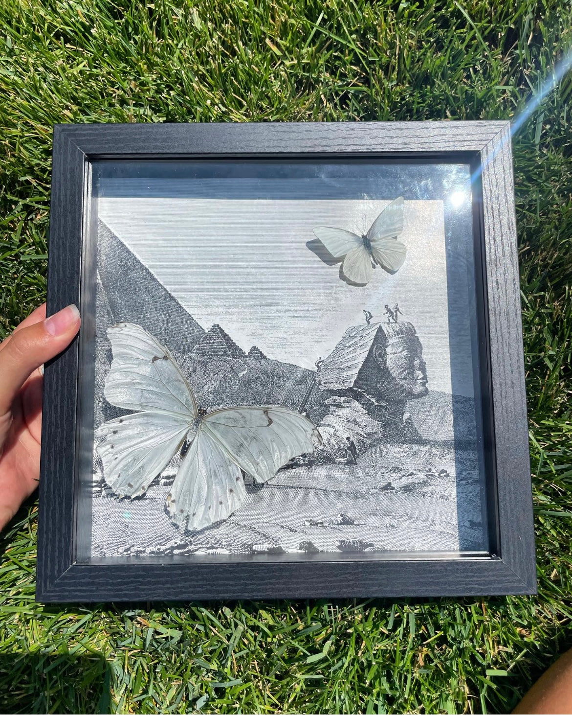 White Morpho with Egypt backround