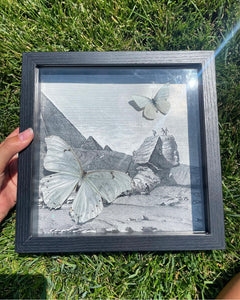 White Morpho with Egypt backround