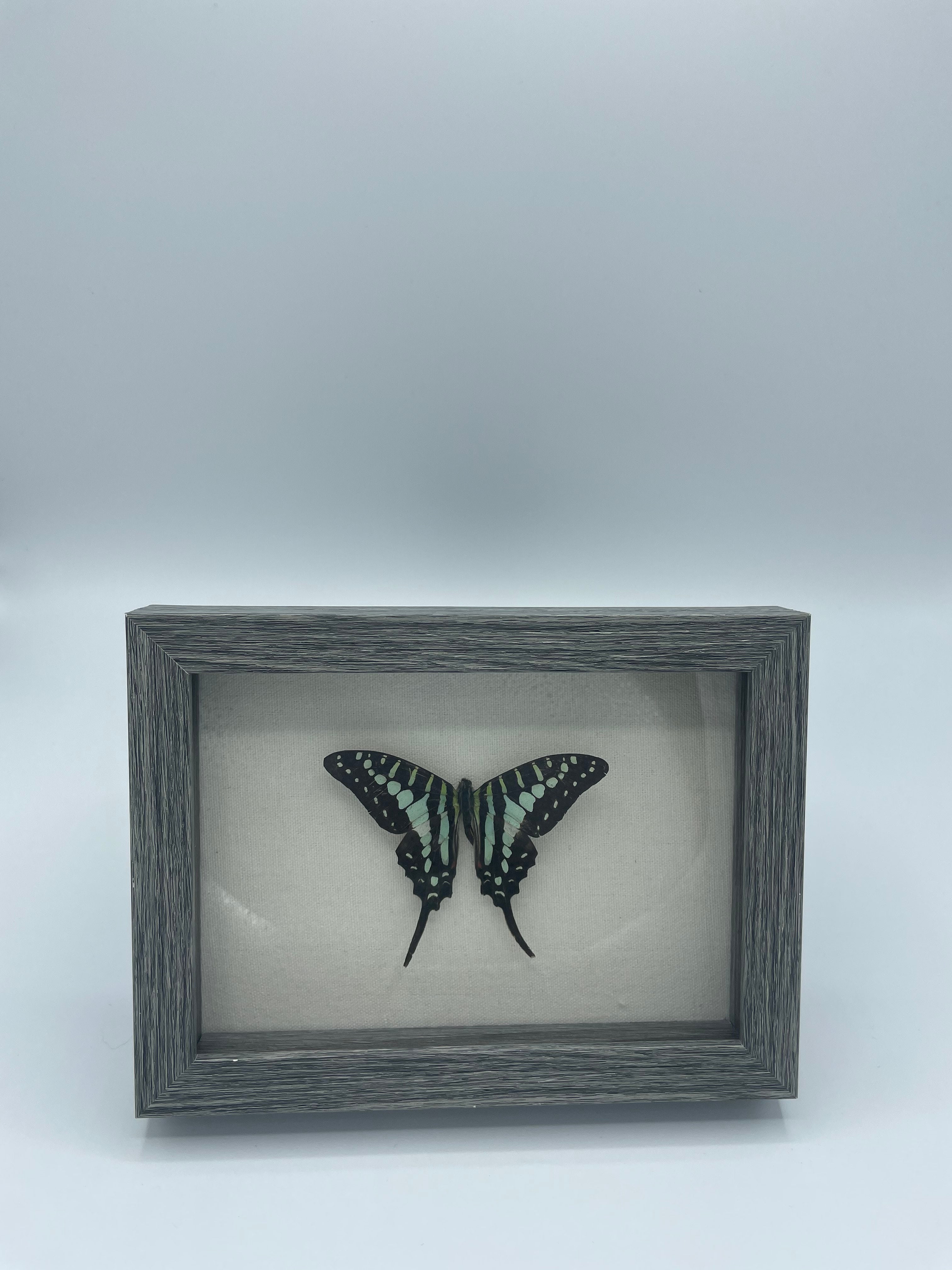 Turquoise Swordtail