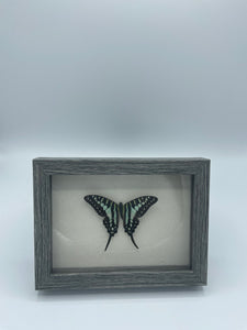 Turquoise Swordtail