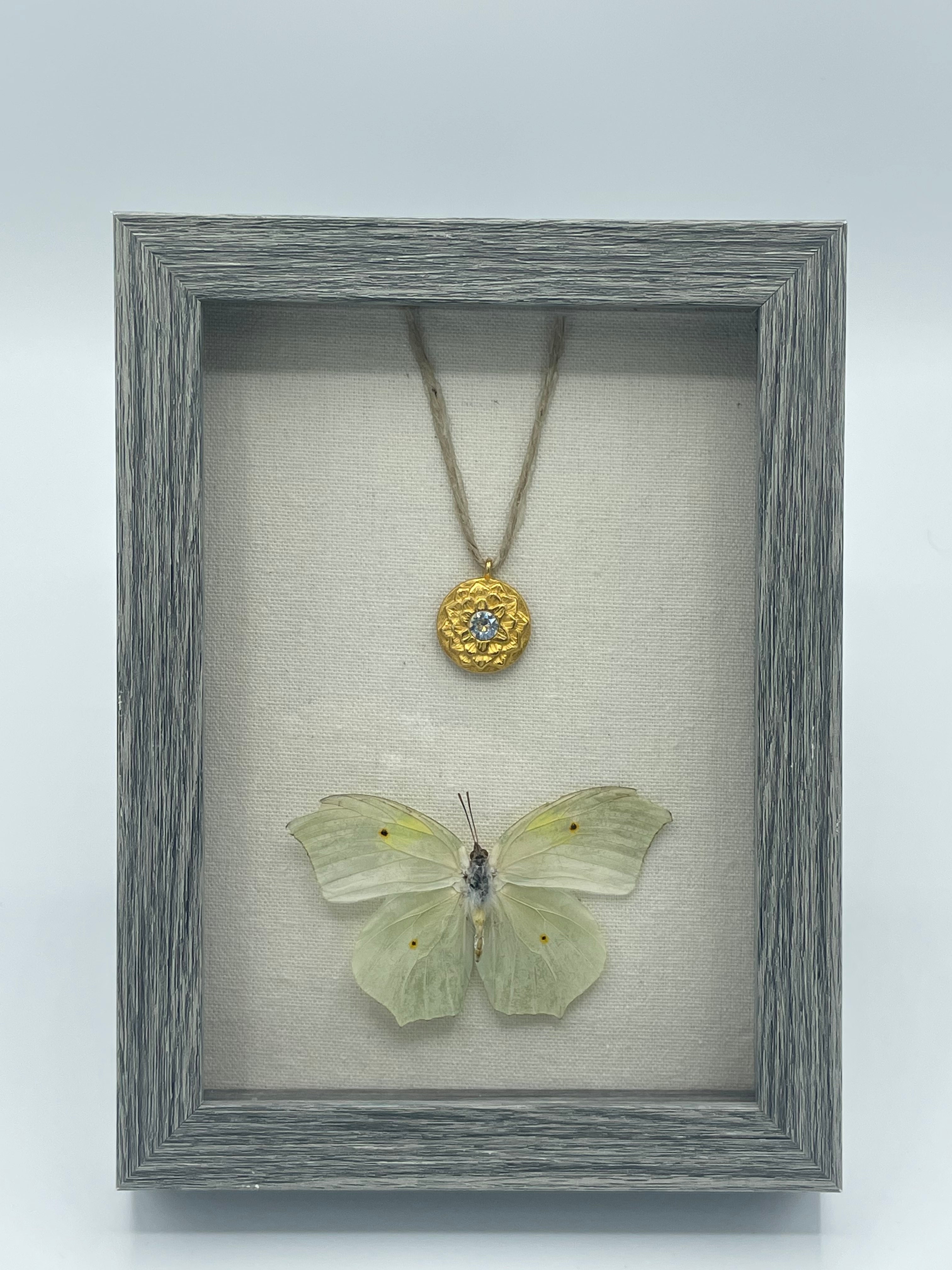 White Angled-Sulphur