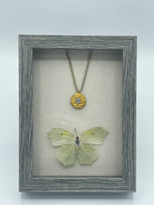 White Angled-Sulphur