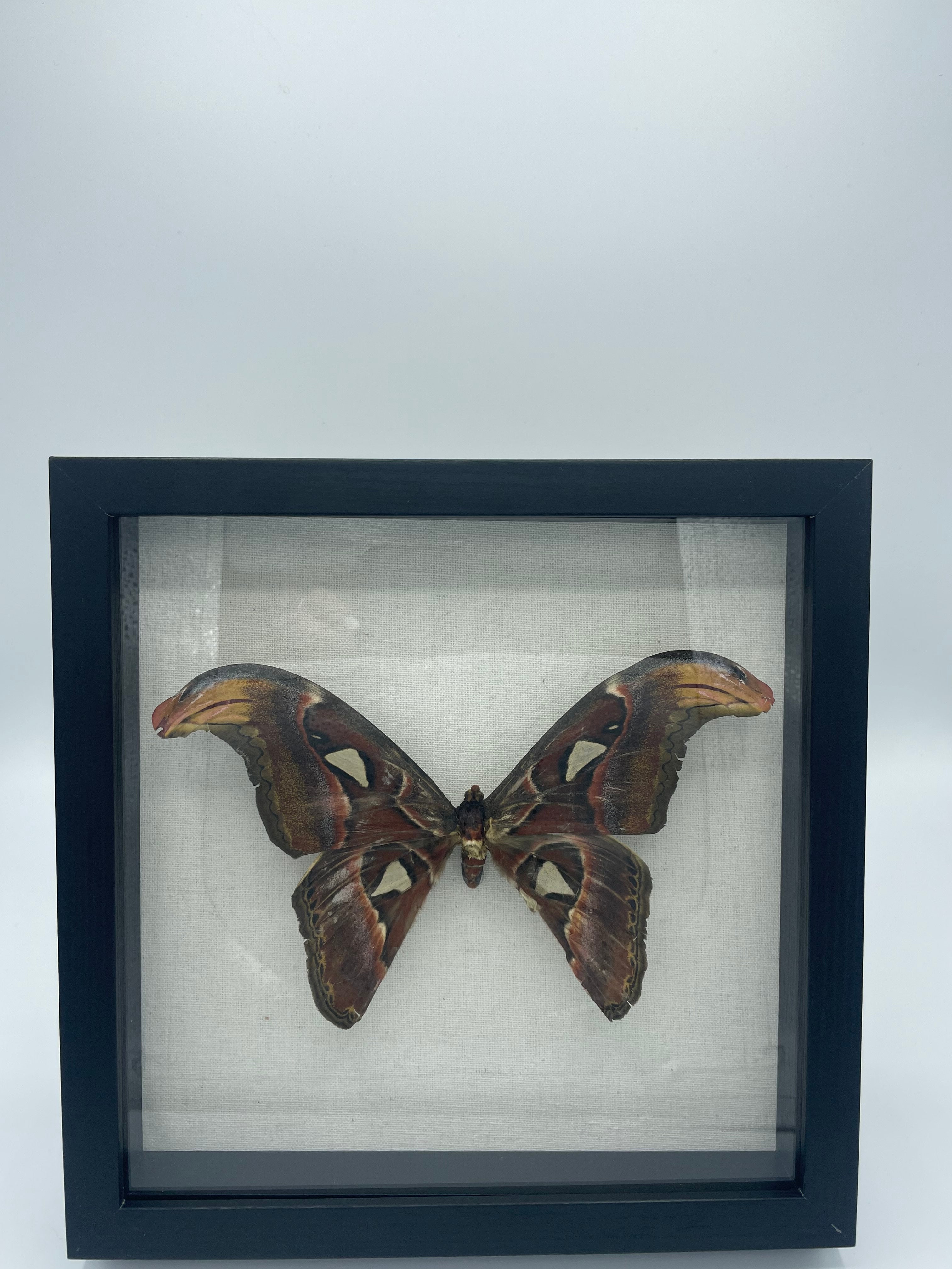 Atlas Moth