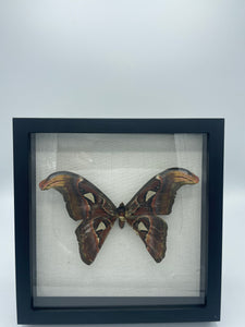 Atlas Moth