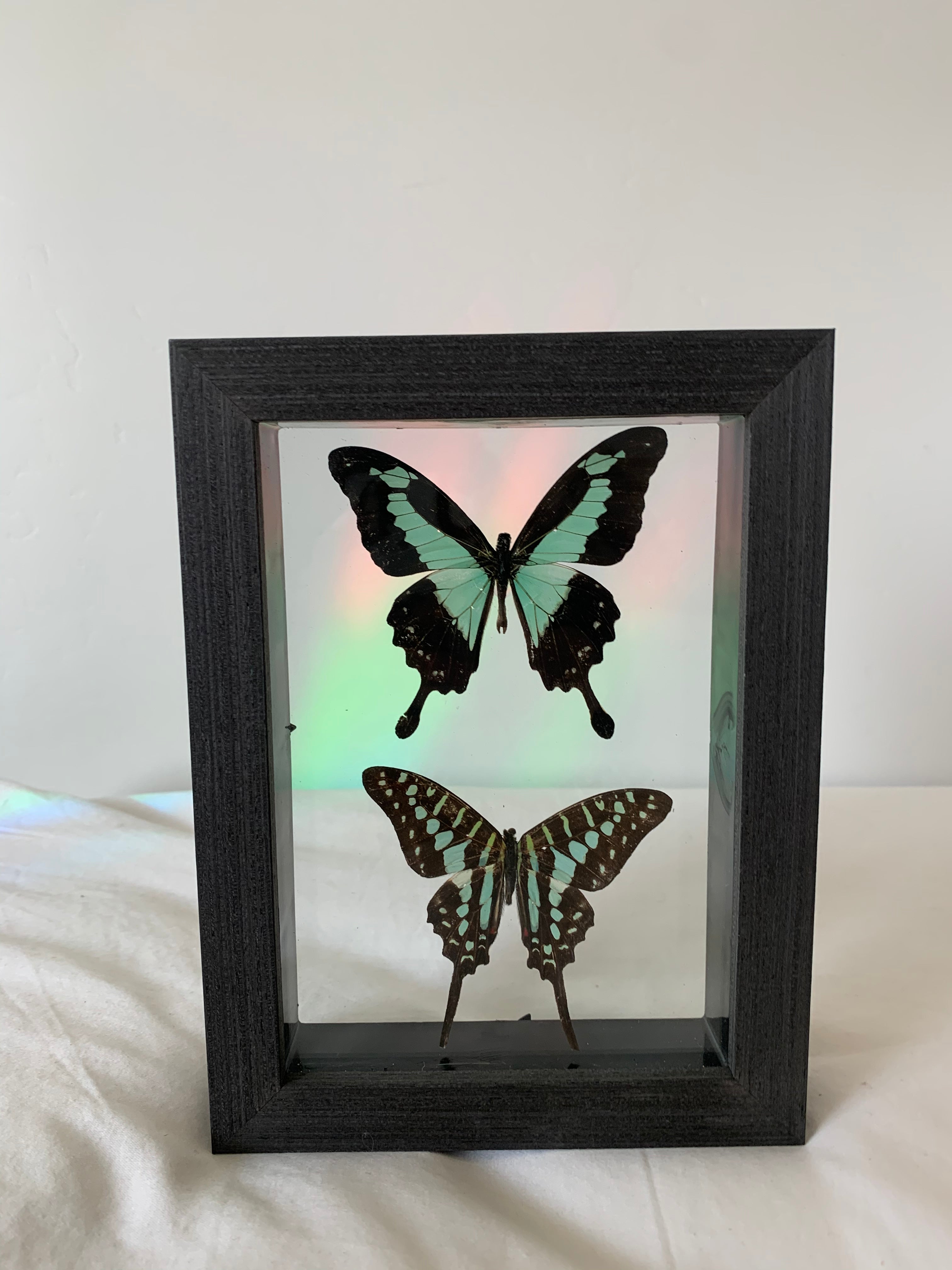 Turquoise Spotted Swordtail & Turquoise Swallowtail