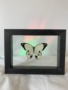 African Mocker Swallowtail