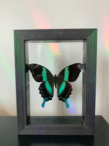 Neon Green Swallowtail
