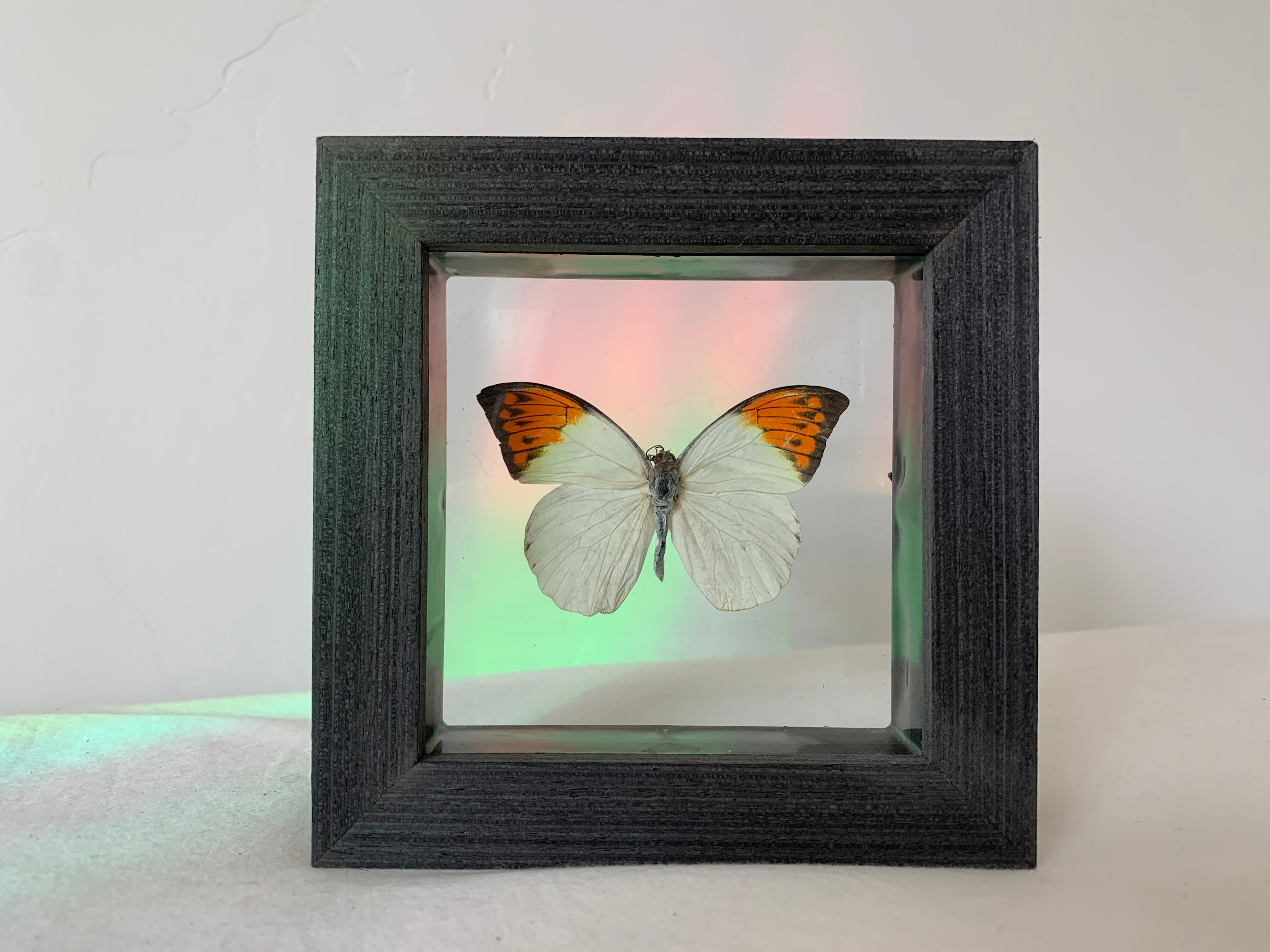 Great Orange Tip