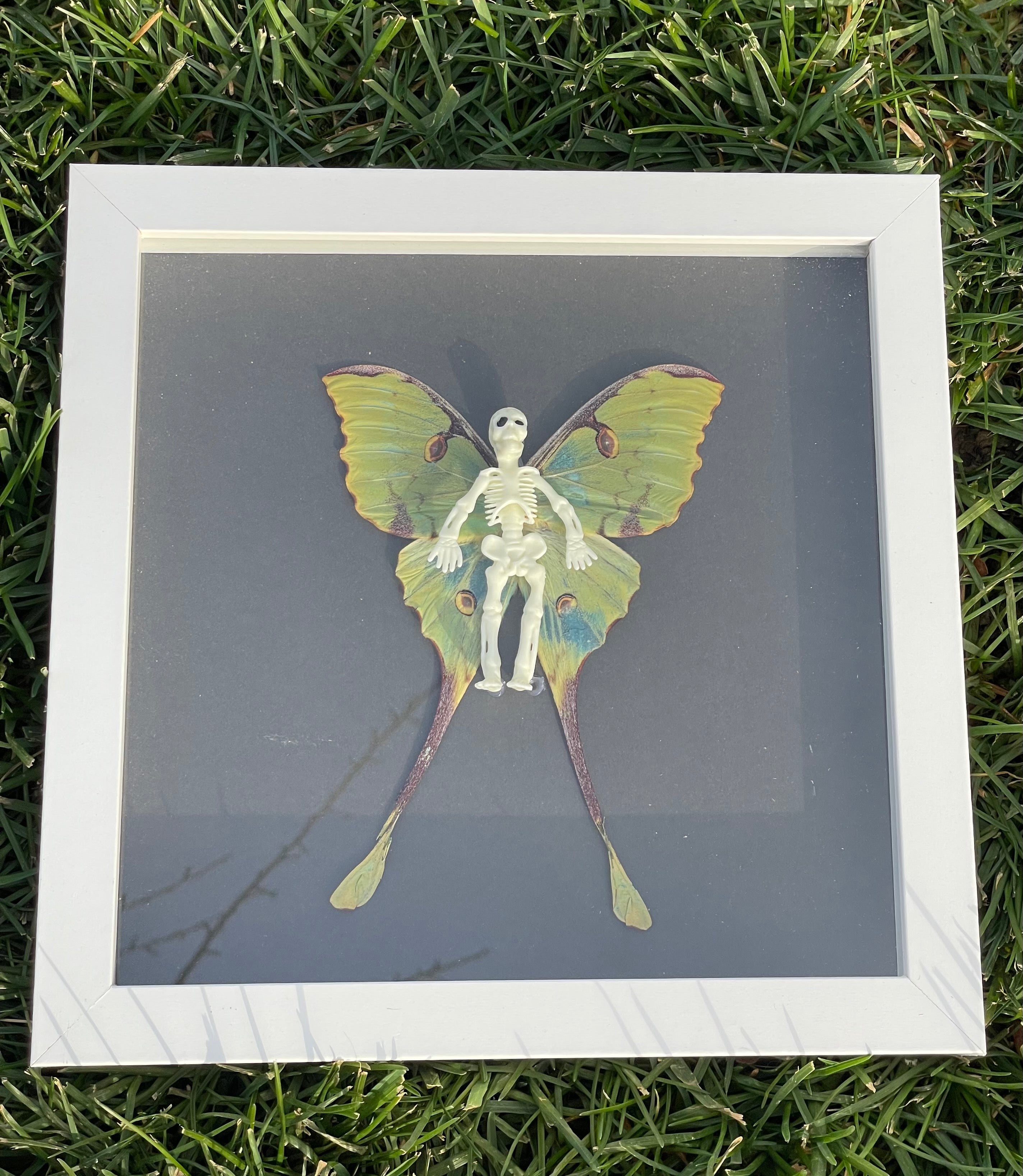 Skeleton African Luna Moth