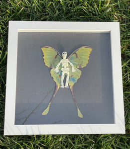 Skeleton African Luna Moth