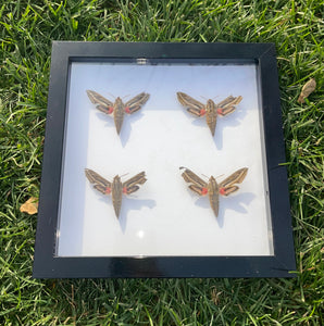 Silver-Striped Hawk-Moth