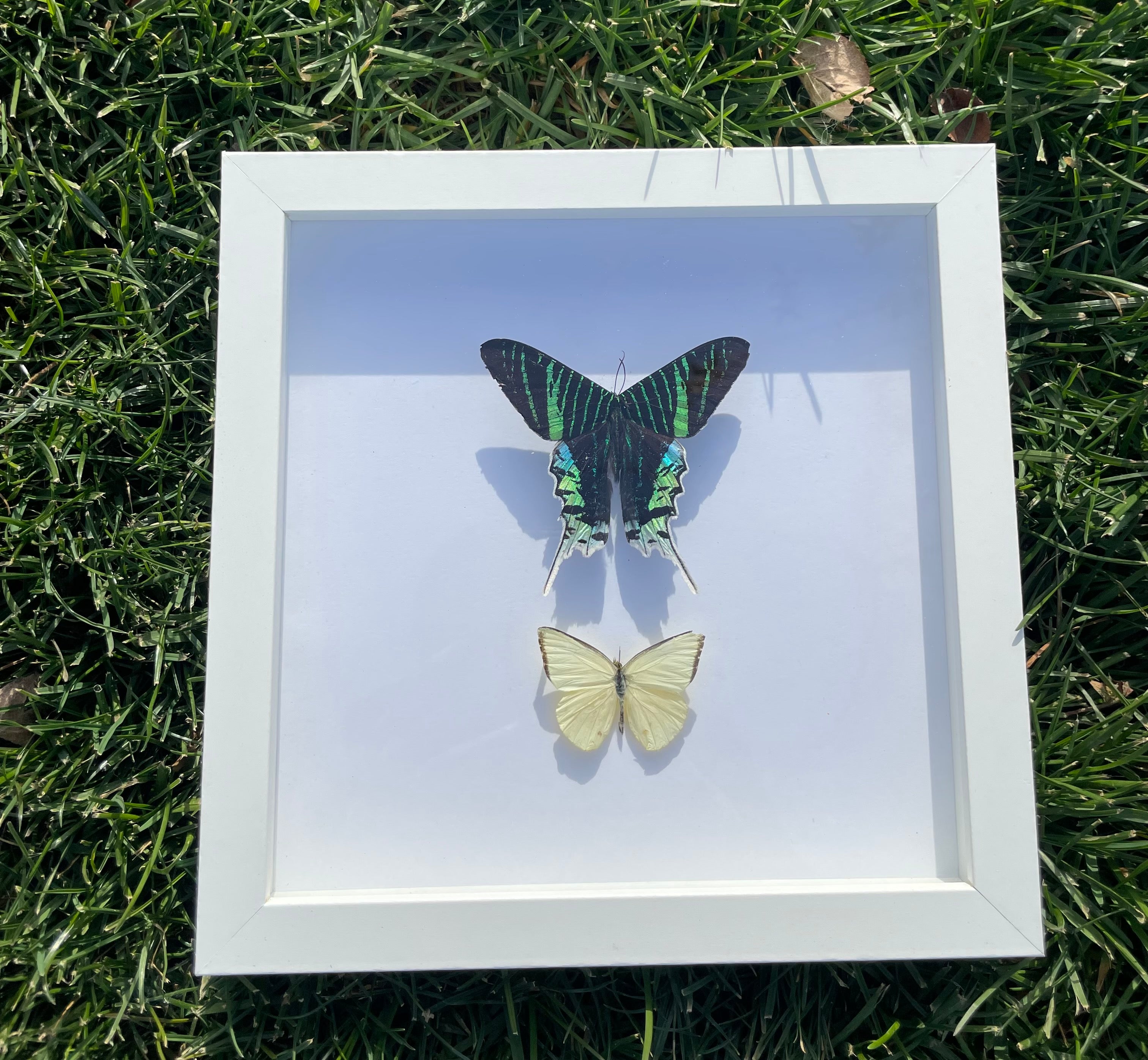 Green-banded urania