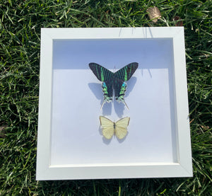 Green-banded urania