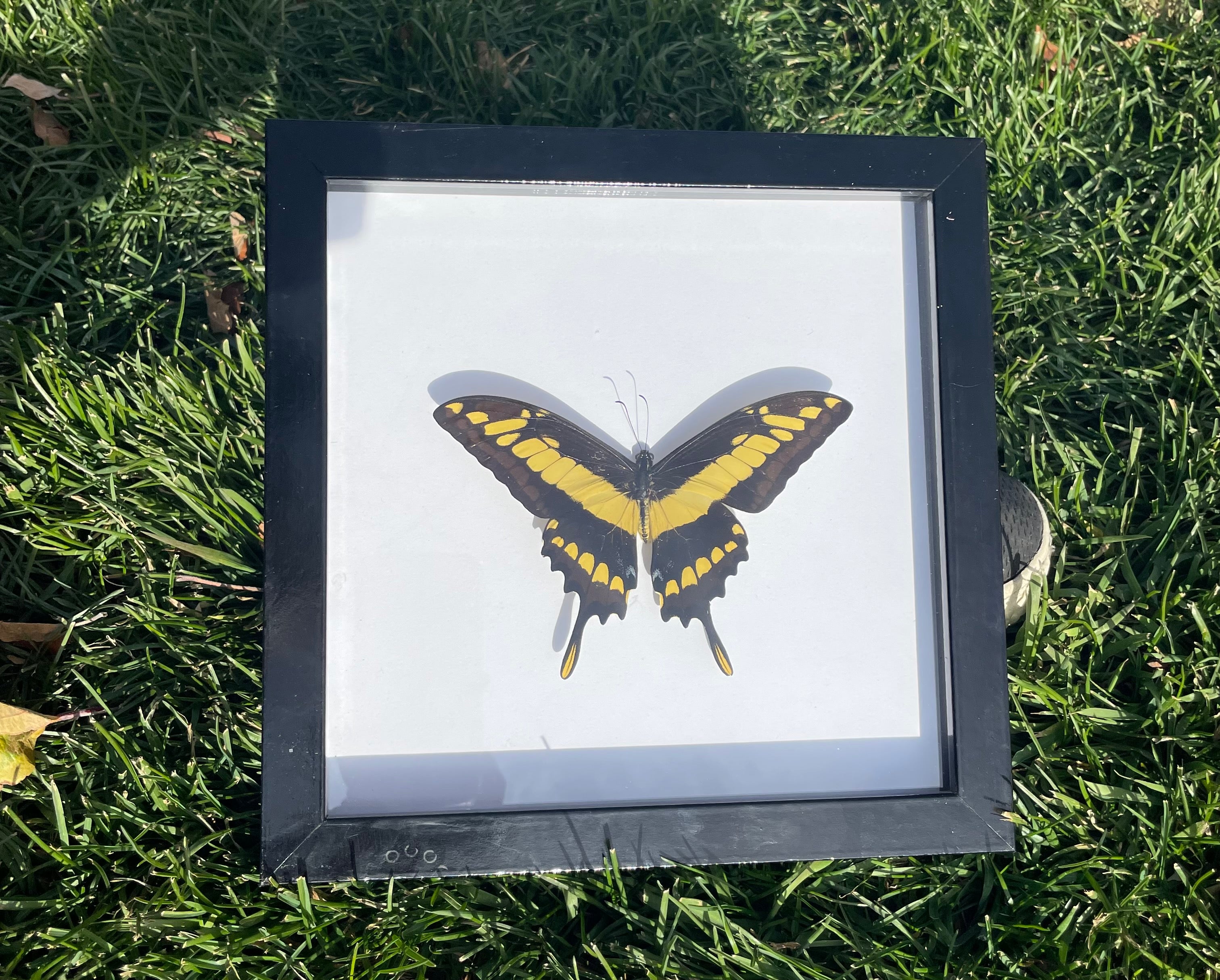 King Swallowtail