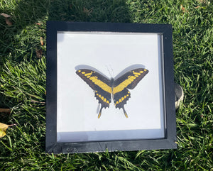 King Swallowtail