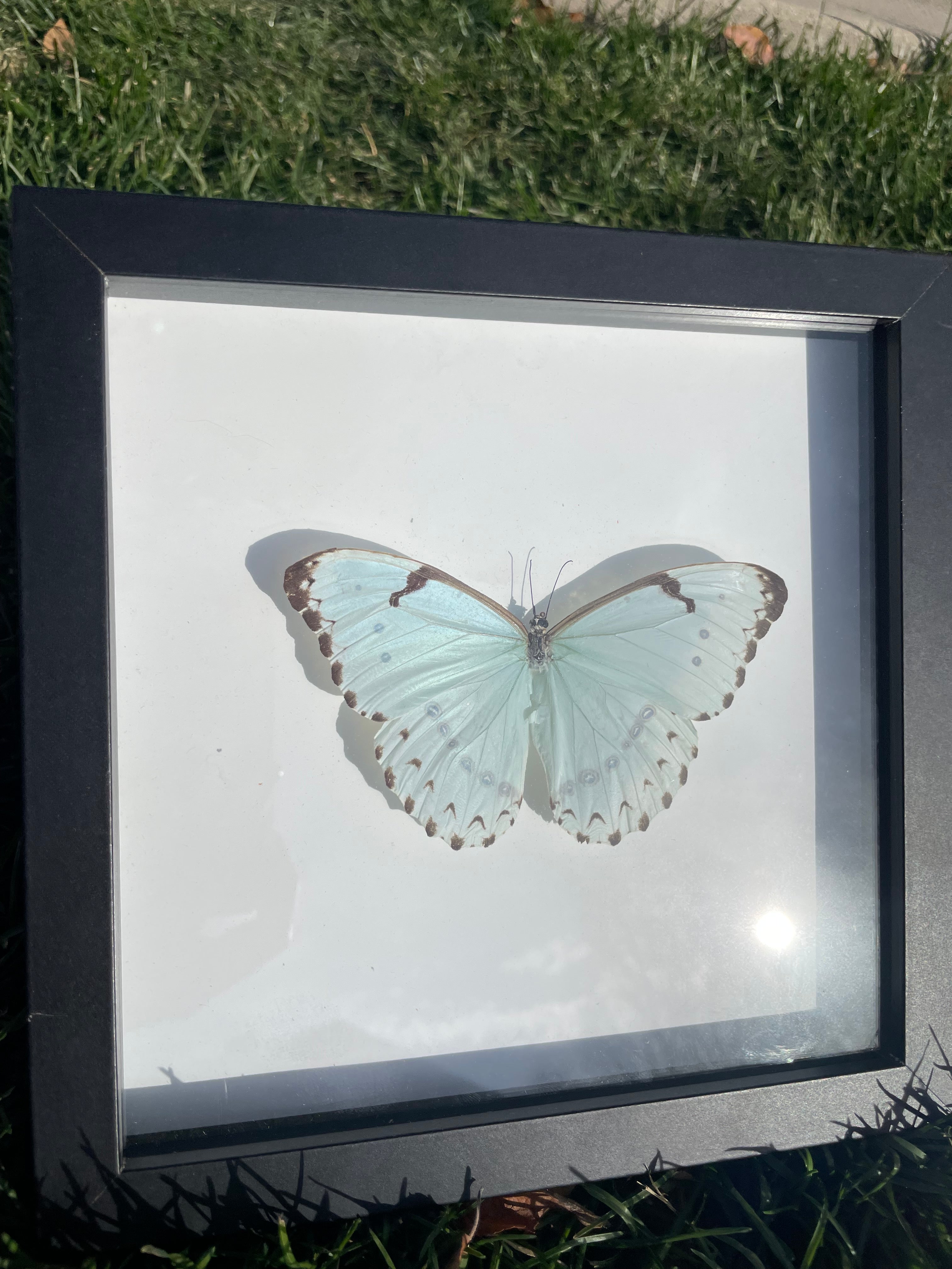 Morpho Catenarius