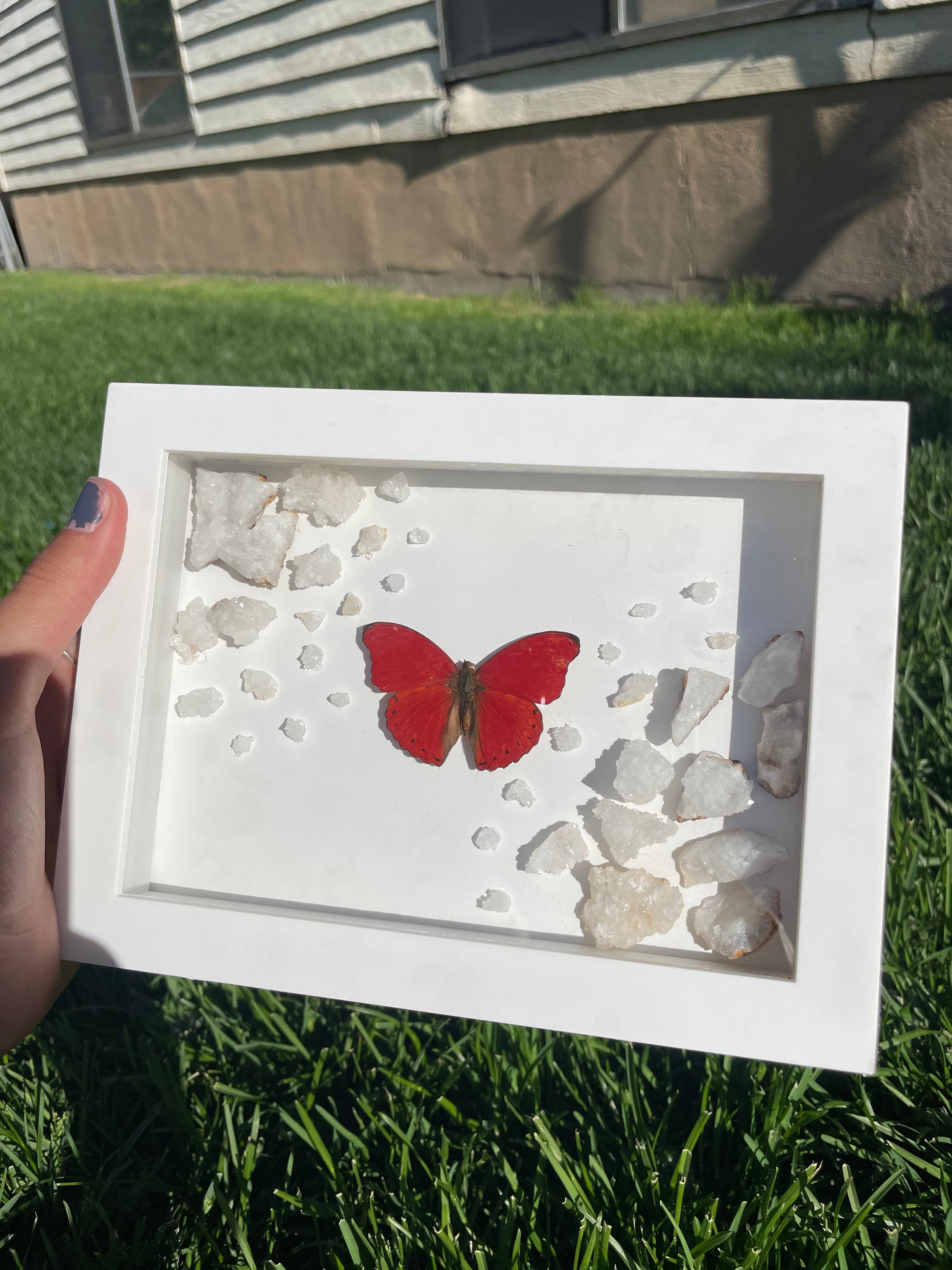 Blood-red glider