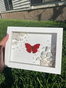 Blood-red glider
