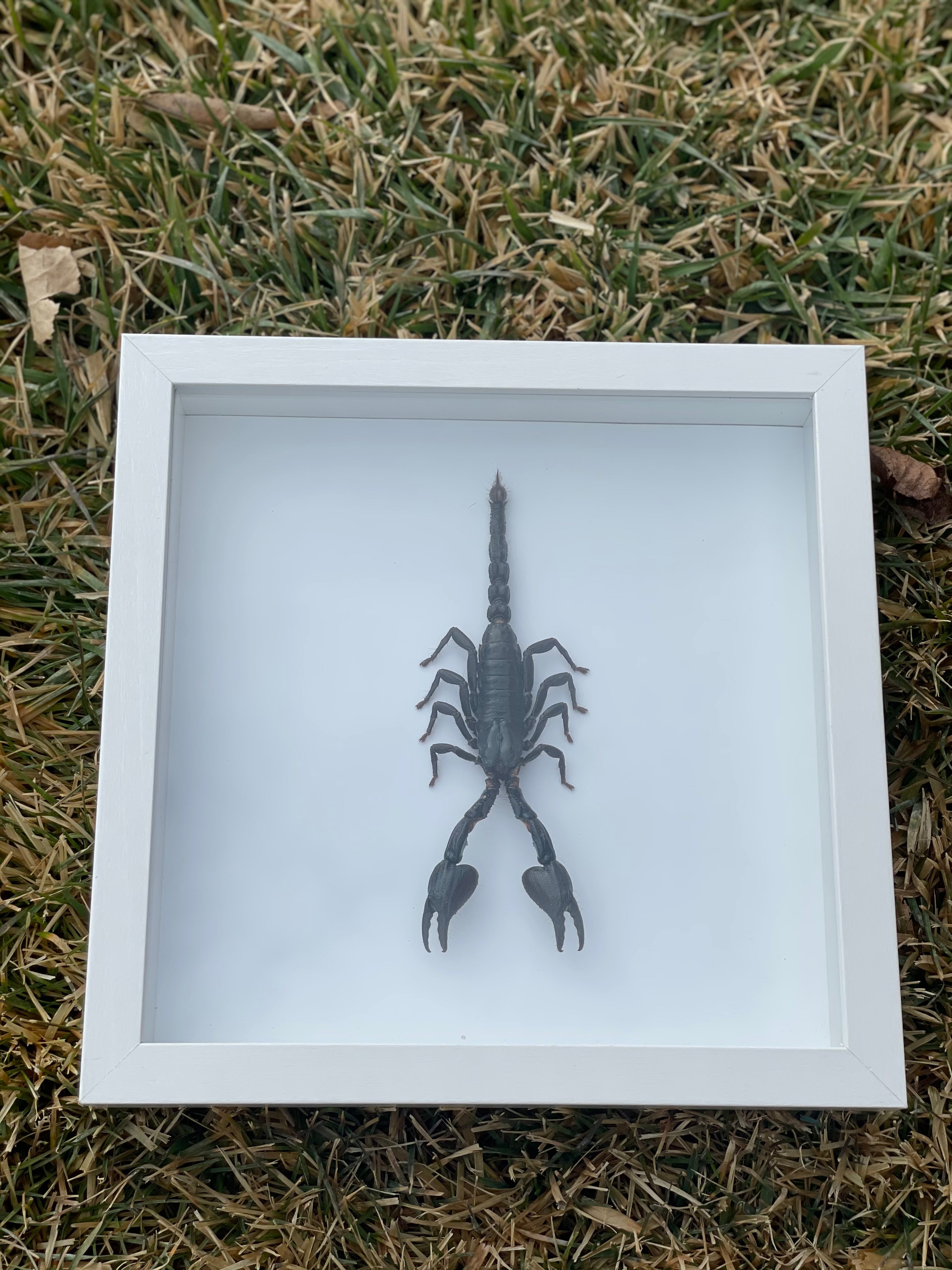 Black Scorpion