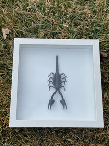 Black Scorpion