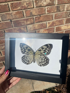Large Tree Nymph