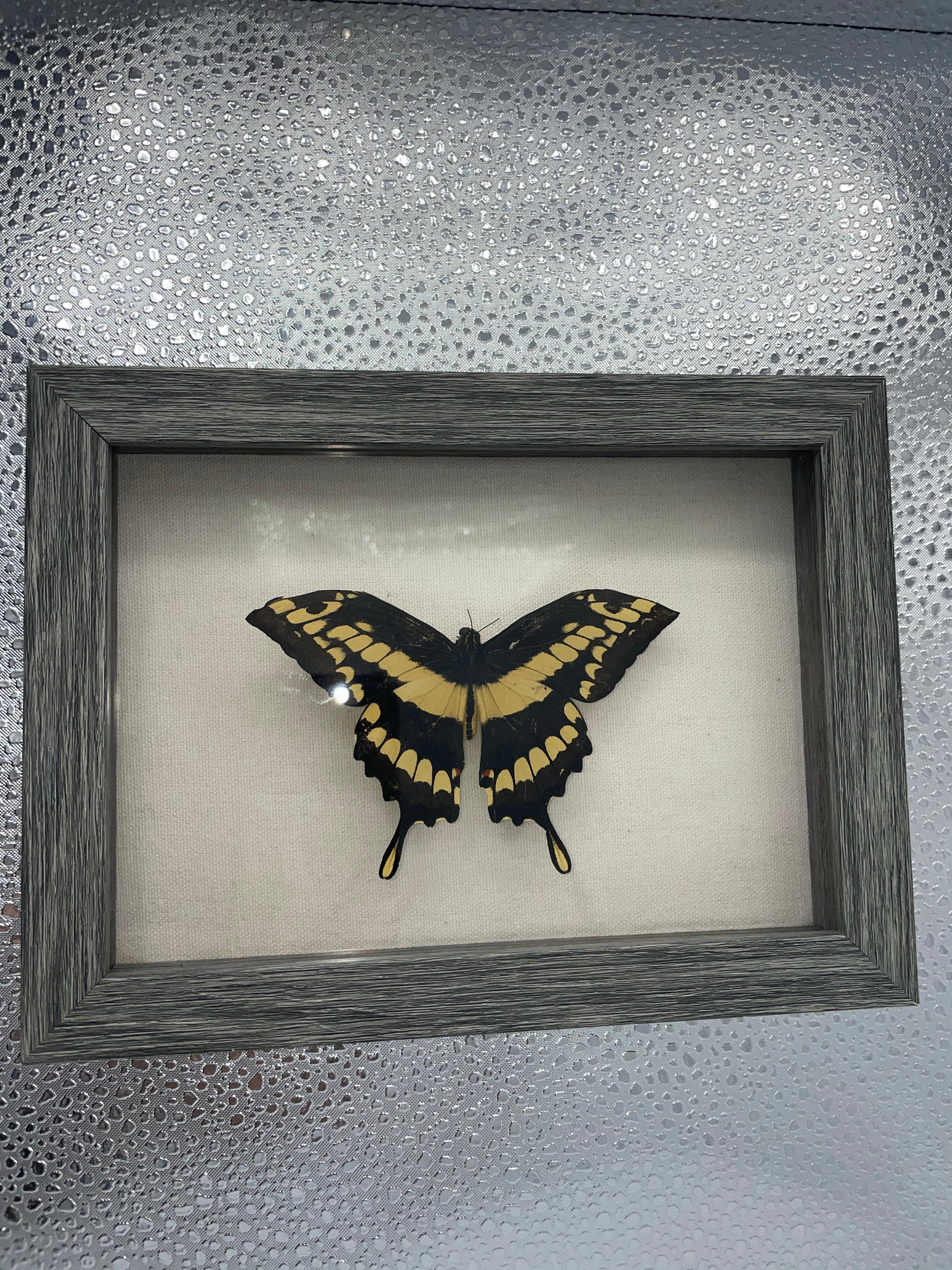 King Swallowtail