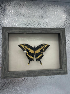 King Swallowtail