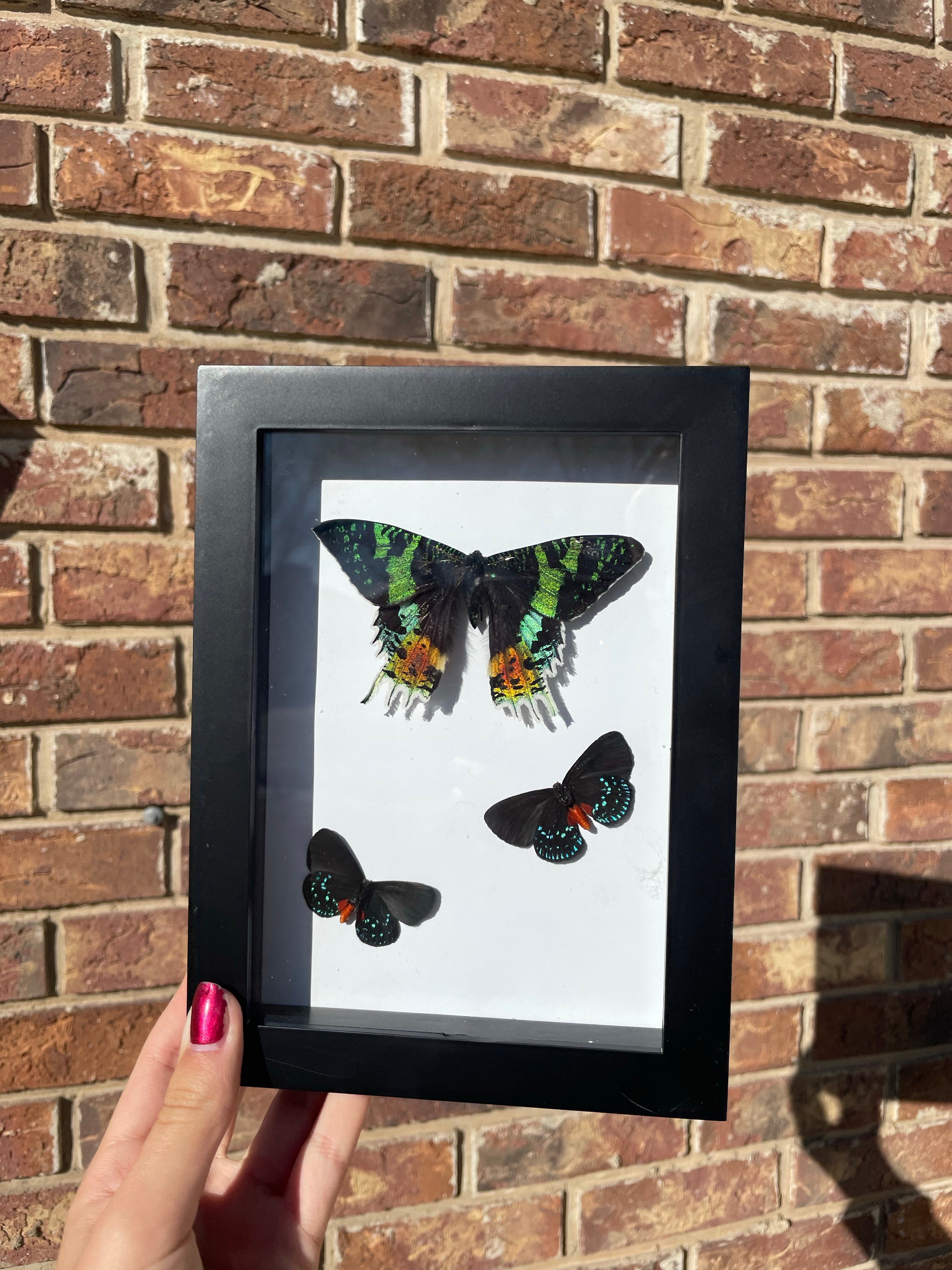 Madagascan sunset moth & Atala butterfly