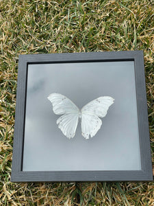 White Morpho